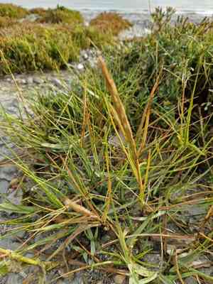 Common cordgrass(Sporobolus anglicus)