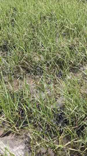 Common cordgrass(Sporobolus anglicus)