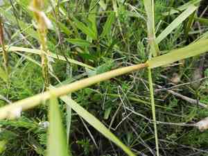 Common cordgrass(Sporobolus anglicus)