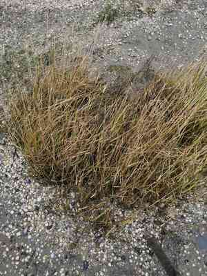 Common cordgrass(Sporobolus anglicus)