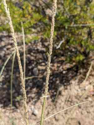 Spike dropseed(Sporobolus contractus)