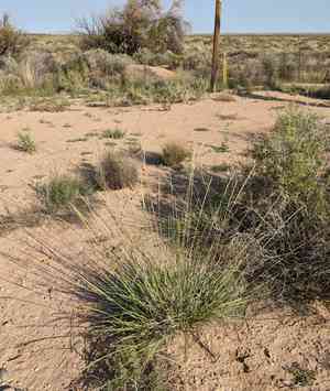 Spike dropseed(Sporobolus contractus)