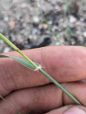 Spike dropseed(Sporobolus contractus)