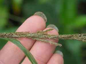 Giant parramatta grass(Sporobolus fertilis)