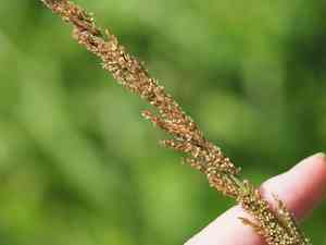 Giant parramatta grass(Sporobolus fertilis)
