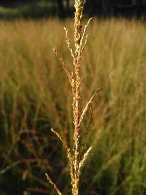Giant parramatta grass(Sporobolus fertilis)