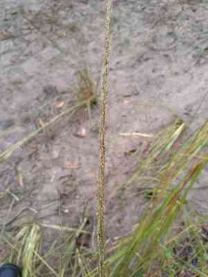 Giant parramatta grass(Sporobolus fertilis)
