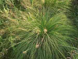 Prairie Dropseed(Sporobolus heterolepis)