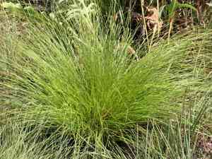 Prairie Dropseed(Sporobolus heterolepis)