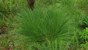 Prairie Dropseed(Sporobolus heterolepis)