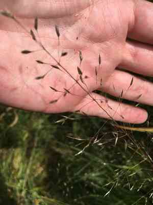Prairie Dropseed(Sporobolus heterolepis)