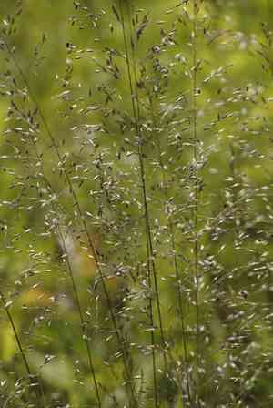 Prairie Dropseed(Sporobolus heterolepis)