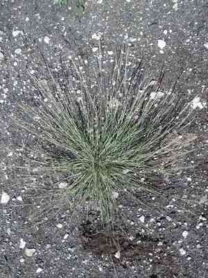Madagascar dropseed(Sporobolus pyramidatus)