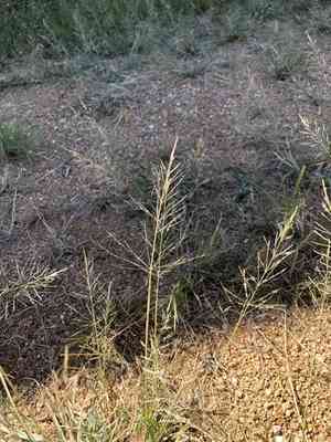 Madagascar dropseed(Sporobolus pyramidatus)