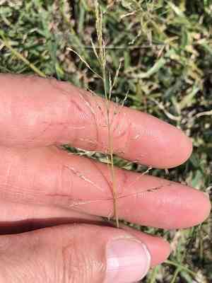 Madagascar dropseed(Sporobolus pyramidatus)