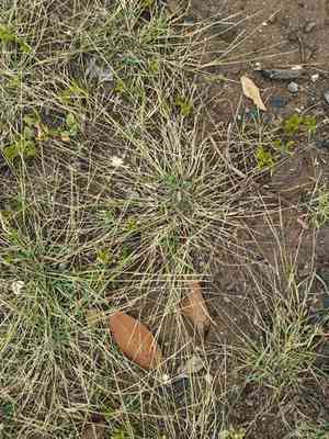 Madagascar dropseed(Sporobolus pyramidatus)