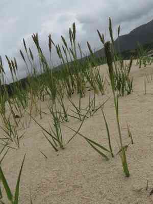 Seashore dropseed(Sporobolus virginicus)