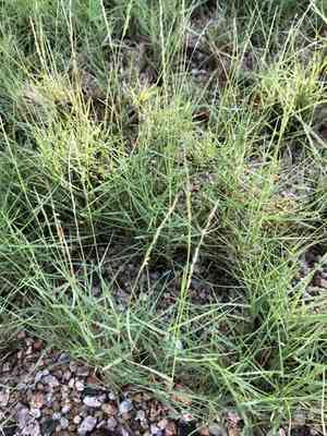 Seashore dropseed(Sporobolus virginicus)