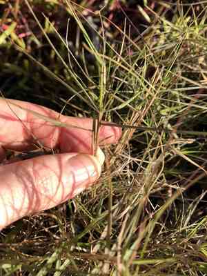 Seashore dropseed(Sporobolus virginicus)