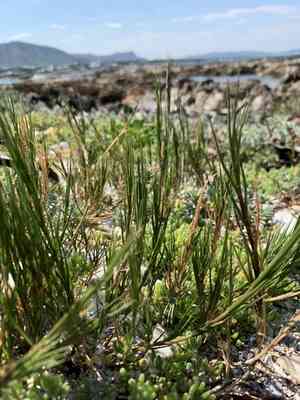 Seashore dropseed(Sporobolus virginicus)