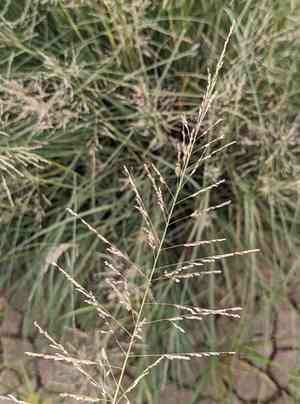 Big sacaton(Sporobolus wrightii)