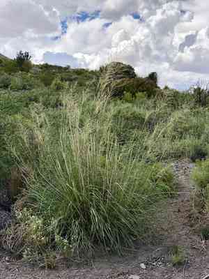 Big sacaton(Sporobolus wrightii)