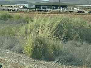 Big sacaton(Sporobolus wrightii)