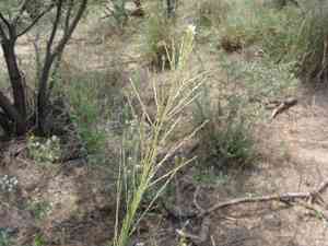 Big sacaton(Sporobolus wrightii)