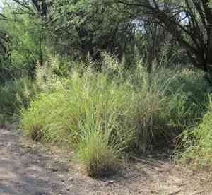 Big sacaton(Sporobolus wrightii)