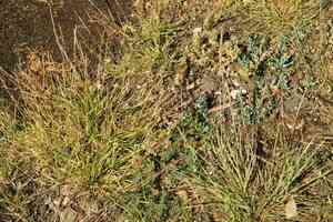 Dropseeds (Sporobolus)(Sporobolus)