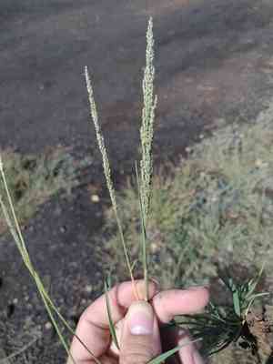 Dropseeds (Sporobolus)(Sporobolus)