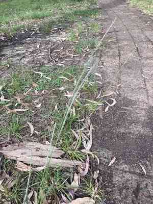 Dropseeds (Sporobolus)(Sporobolus)