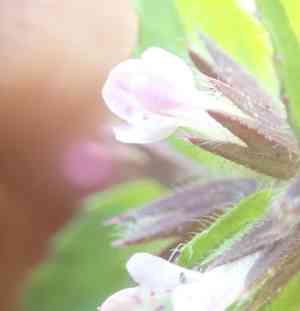 Staggerweed(Stachys arvensis)