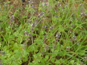 Staggerweed(Stachys arvensis)