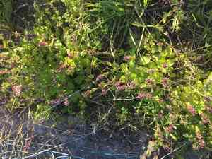 Staggerweed(Stachys arvensis)