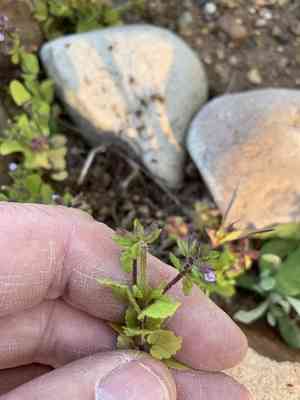 Staggerweed(Stachys arvensis)