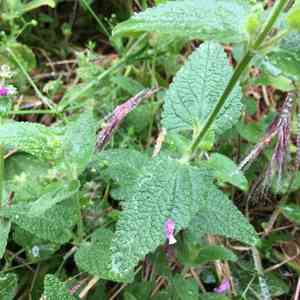 California hedgenettle(Stachys bullata)