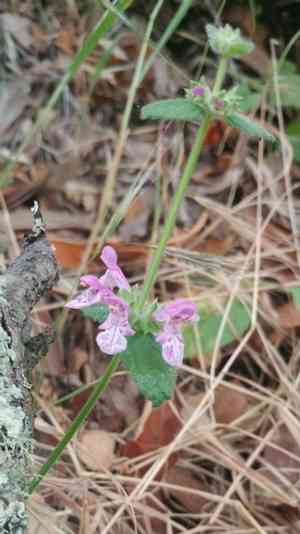 California hedgenettle(Stachys bullata)