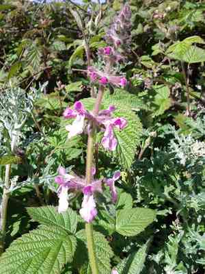 California hedgenettle(Stachys bullata)