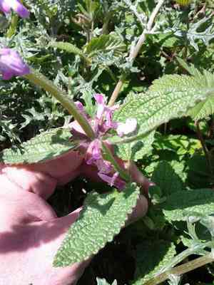 California hedgenettle(Stachys bullata)
