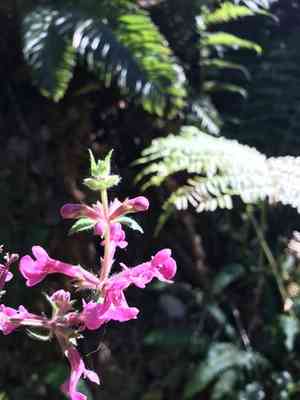 Coastal hedge-nettle(Stachys chamissonis)