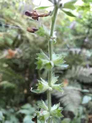 Coastal hedge-nettle(Stachys chamissonis)