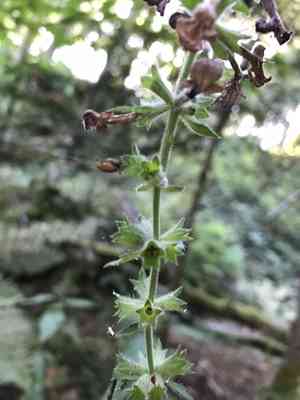 Coastal hedge-nettle(Stachys chamissonis)