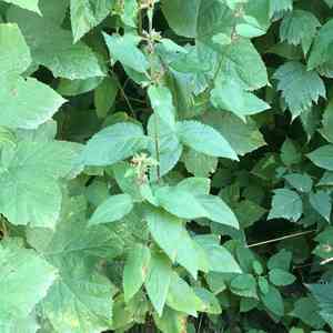 Coastal hedge-nettle(Stachys chamissonis)
