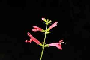 Scarlet hedgenettle(Stachys coccinea)