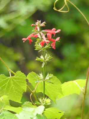 Scarlet hedgenettle(Stachys coccinea)