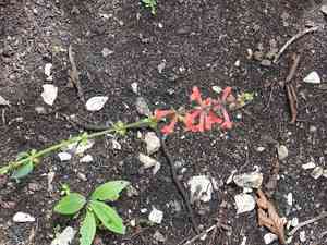 Scarlet hedgenettle(Stachys coccinea)