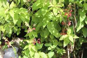Scarlet hedgenettle(Stachys coccinea)