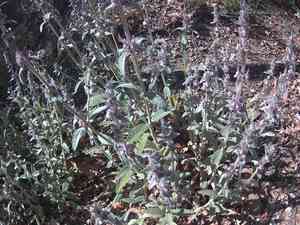 Cretan hedgenettle(Stachys cretica)