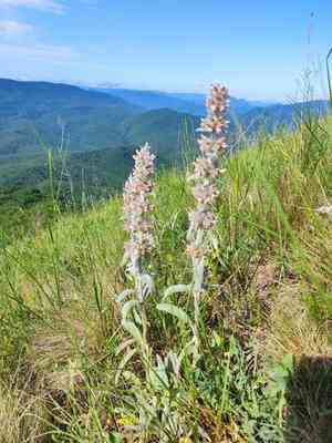 Cretan hedgenettle(Stachys cretica)